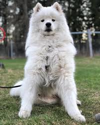 Big Fluffy Black Brown And White Dog Samoyed Teddy Bear Face Grosse Hunde Hunde Japan Spitz
