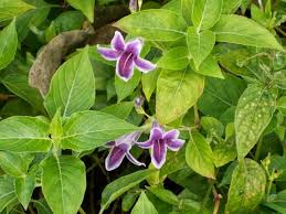 Image result for Asystasia intrusa