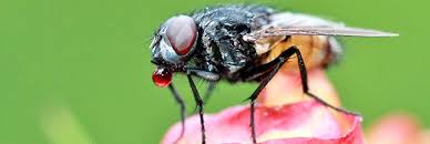 3 Recettes Contre Les Moustiques Et Les Insectes Chasser Les Mouches Chasser Mouches