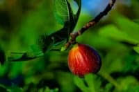Fig tree a good tree does not bear rotten fruit nor does. When Does A Fig Tree Produce Fruit Greenupside