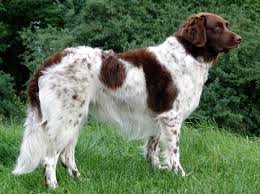 Image result for stabyhoun