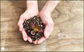I show in this video the in this video, i share with you you my extremely simple soil recipe for growing the san pedro cactus. Best Succulent Soil What Your Succulent Needs The Succulent Eclectic