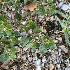 Image result for Cyclosorus striatus