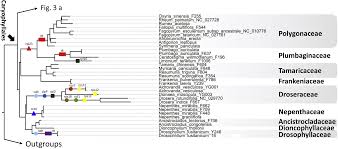 Image result for Afrobrunnichia erecta