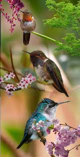 Birds And Blooms Photo Contest Winners Pin By Lorene Tanner On Natures Beauties Beautiful Birds Colorful Birds Birds