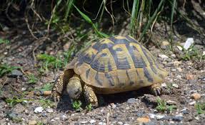 Image result for Hermannia eenii