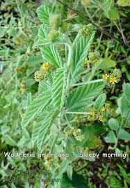 Image result for Waltheria
