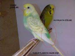 hamile muhabbet kusu nasil muhabbet kus satimlari facebook