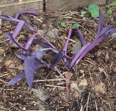 Image result for Tradescantia pallida