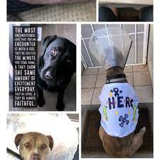 On the street of wyoming boulevard northeast and street number is 1300. Tlc Pet Hospital 24 Photos 41 Reviews Veterinarians 1300 Wyoming Blvd Ne Albuquerque Nm Phone Number Yelp