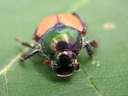 Kanton Bern verfügt in Spiez Massnahmen gegen Japankäfer