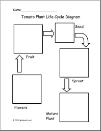 You can also check the life cycle of dinosaur from here! Tomato Plant Life Cycle Diagram Cromalinsupport