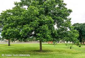 Image result for Carya illinoinensis