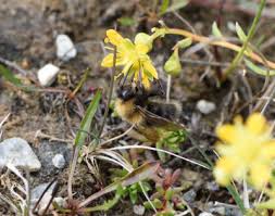 Image result for Bombus cingulatus
