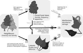 Everyone has their own opinion about trees. Anti Herbivore Defences And Insect Herbivory Interactive Effects Of Drought And Tree Neighbours Castagneyrol 2018 Journal Of Ecology Wiley Online Library