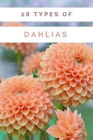 David Howards Is A Type Of Dahlia Whose Flowers Is An Apricot Orange In Color Dahlia Flower Garden Landscape Flower Farmer Flower Farm Growing Dahlias