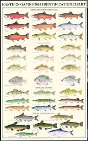 freshwater fish identification freshwater fish fishing