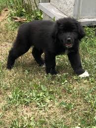 Great pyrenees newfoundland mix full grown. Meet Gretzky Newfoundland Great Pyrenees Mix Album On Imgur