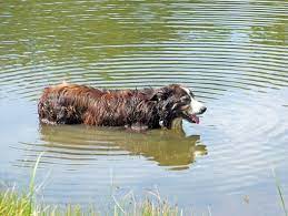 5 dog ponds in london where to take your dog swimming. Hund Im Teich Kostenloses Stock Bild Public Domain Pictures