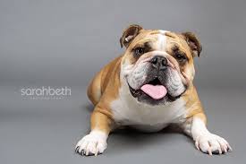The english bulldog is an affectionate, loving companion breed with a sociable and sweet personality. Bryan Bulldog Wrinkle Head Bulldog English Bulldog British Bulldog