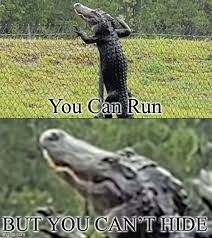 Thug life sunglasses pixel gangster gangsta life funny novelty shades. The Best Alligator Memes Memedroid