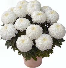 Chrysantheme A Grosses Fleurs Blanc Grosse Fleur Chrysantheme Fleurs Toussaint