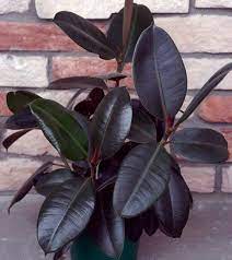 Ficus Trees Www Coolgarden Me Ficus Ficus Elastica Ficus Tree