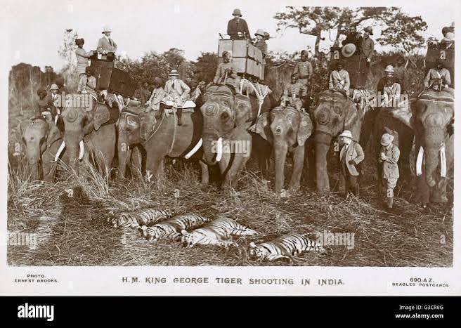 British hunting tigers from elephant hi-res stock photography and images - Alamy