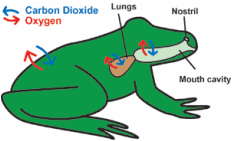 Frog Respiration Kristian S Biology Blog