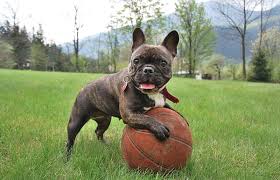 The breed has broad, upright. 200 Perfect French Bulldog Names My Dog S Name