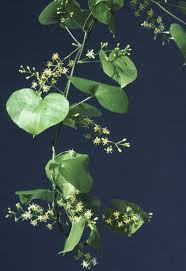 Image result for Dioscorea cotinifolia