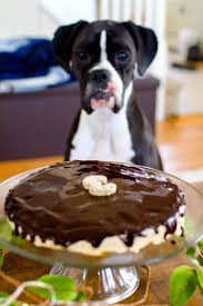 This Dog Friendly Birthday Cake Will Absolutely Spoil Your Dog Recipe Belle Photo