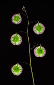 Image result for Subularia monticola