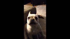 Subscribe our azclip channel for more cutest puppies videos. Bruley The Talking French Bulldog Video