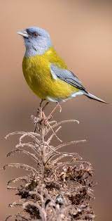 Pin De Luz Aurora Bocanegra Esparza En Pajaros Exoticos Pajaros Exoticos Aves Y Naturaleza Impresionante