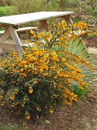 Image result for Berberis darwinii