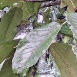 Image result for Ficus laurifolia