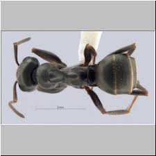 Image result for Formica fusca