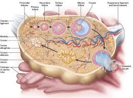 Pin On Human Body