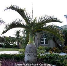 Very well drained soil light: Bottle Palm