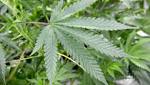  Research Shows Cannabis May Curb Alcohol and Cocaine Addictions