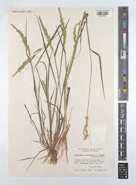 Image result for Echinochloa crus-pavonis