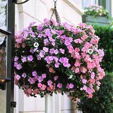 Have a shady spot you want to shine with gorgeousness. 25 Hanging Baskets You Ll Want To Plant Immediately Hanging Flower Baskets Patio Flowers Hanging Baskets