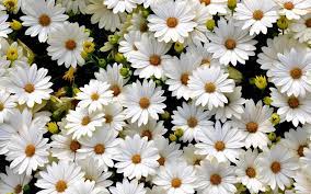Daisy Flower Tumblr Wallpaper For Iphone Wireless Soul Daisy Wallpaper Flowers Photography Wallpaper Photography Wallpaper