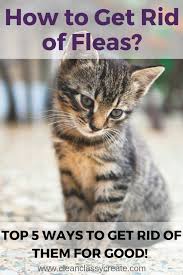 How To Get Rid Of Fleas In Your Home Top 5 Ways To Get Rid Of Them For Good Clean Classy Fleas On Kittens Cat Fleas Cat Has Fleas