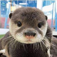 Bitte Folgen Sie Iloveotters Boopable Snoot Otter Otters Cute Babyotter Lustige Bilder Tiere Susse Tiere Susseste Haustiere