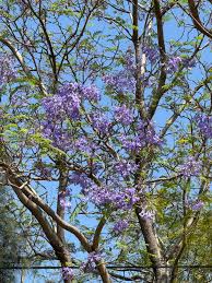 Image result for Jacaranda