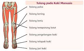Amfiartrosis dibagi menjadi dua macam, yaitu sinkondrosis dan sindesmosis. Kunci Jawaban Buku Tema 1 Kelas 5 Sub Tema 2 Pembelajaran 2 Contoh Rpp Sd Dan Soal Sd