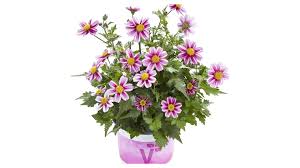 Image result for foto Dvouzubec