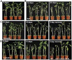 However, proper management is essential to zinc improves tolerance to salt stress zinc nutrition in plants seems to play a major role in the. Abiotic Stress Tolerance Of Mdomyb121 Transgenic Tomato Plants A D Download Scientific Diagram
